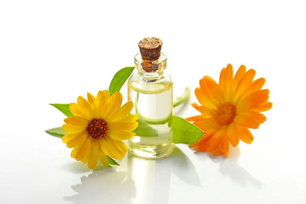 Chamomile Oil used in Male Massage